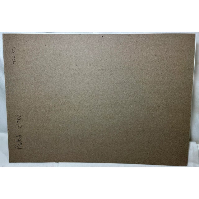 Antique Fish Print From England Featuring Catfish, Tompot, Shanny and Varieties of Blenny & Atherine Fish - Circa 1902 For Sale - Image 12 of 12