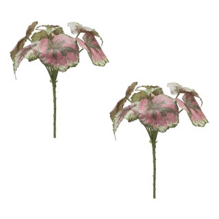 Varigated Begonia Leaf Bush (Set of 2) For Sale