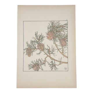 1901 Jeannie Foord Original Art Nouveau Pochoir Pine Cone Botanical Print For Sale