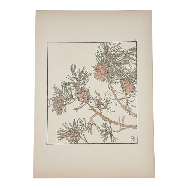 1901 Jeannie Foord Original Art Nouveau Pochoir Pine Cone Botanical Print For Sale