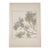 1901 Jeannie Foord Original Art Nouveau Pochoir Pine Cone Botanical Print For Sale