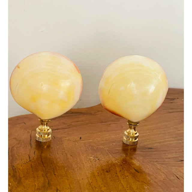 Gorgeous pair of natural color polished double sided clam sea shellls on brass bases.