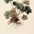 8" X 12" 'Geranium Robertianum' - Botanical Herbarium Watercolor & Pencil Flower Print For Sale - Image 4 of 4