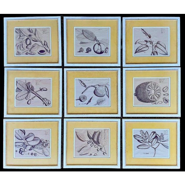 Large Scale British Colonial Style Framed Tropical Fruit / Botanicals -S/9 For Sale - Image 11 of 12