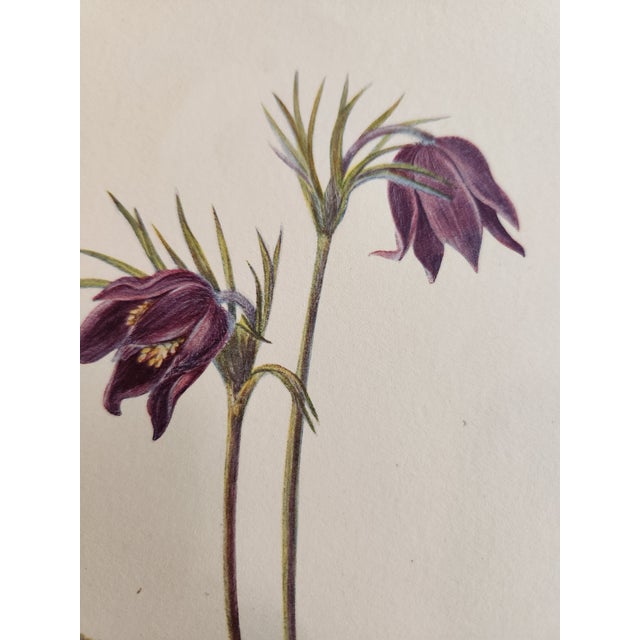 Antique White Vintage Smithsonian's Botanical Prints Unframed by Mary Vaux Walcott Set of 4 Lilies Including the Original Print's Description by the Author 1925 For Sale - Image 8 of 11