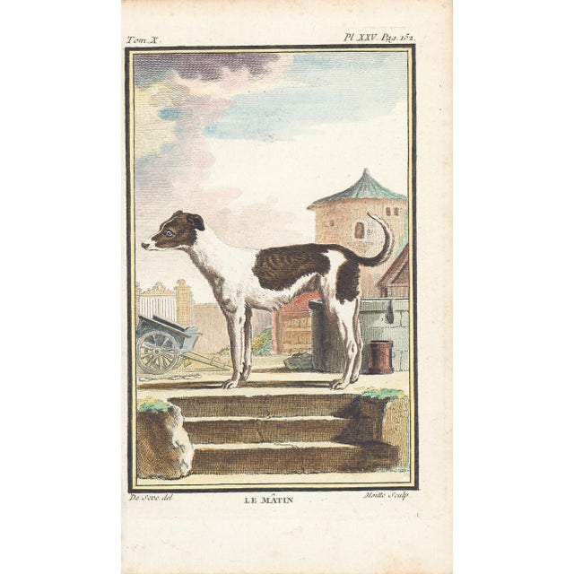 1758 Buffon Dog Engraving "Le Mâtin" (Mastiff) For Sale