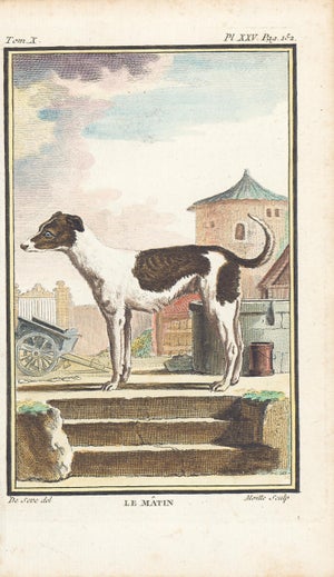 1758 Buffon Dog Engraving "Le Mâtin" (Mastiff)