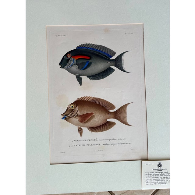 Set 3 Hand-Colored Engraving - Captain Duperry "Voyage De La Coquille" 1826 For Sale - Image 4 of 18