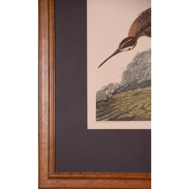 Sculpture Materials "Esquimaux Curlew": A Framed Original Audubon Hand-Colored Folio Engraving, 1834 For Sale - Image 7 of 8