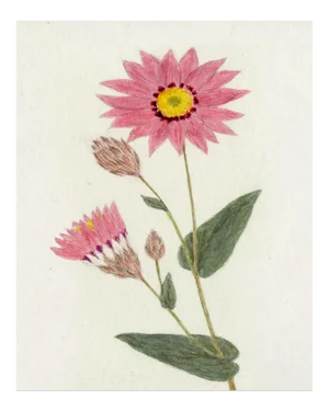 Hubbard Flower, Small: 2497 Artwork, Unframed Artwork