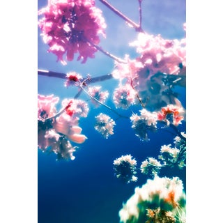 Meeting You in the Garden, 48x32 Limited Edition Photograph by Kristin Hart For Sale