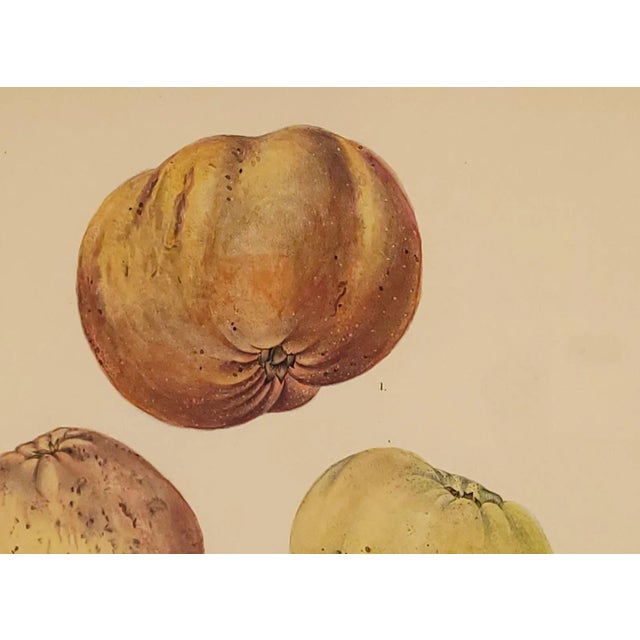 Print From Botanical Study of Fruits and Nuts by Duhamel Du Monceau, Early 19th Century For Sale - Image 4 of 5