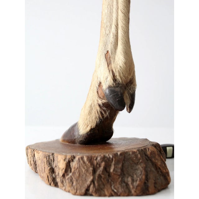 Mid 20th Century Vintage European Mounted Deer Hoof Table Lamp For Sale - Image 5 of 7