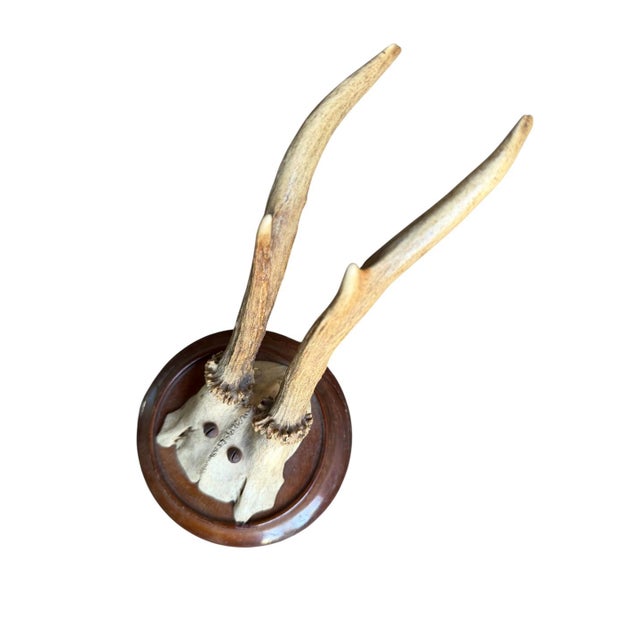 Roe Deer Trophy 189 Black Forest Antlers For Sale - Image 4 of 5