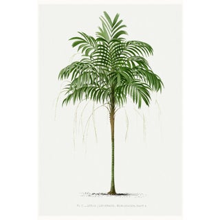 Royal Palm Study, Vintage Botanical Art Print Reproduction, 20" X 30" For Sale