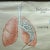 A vintage pull-down medical wall chart illustrating the human respiration and blood circulation, published by Hagemann,...