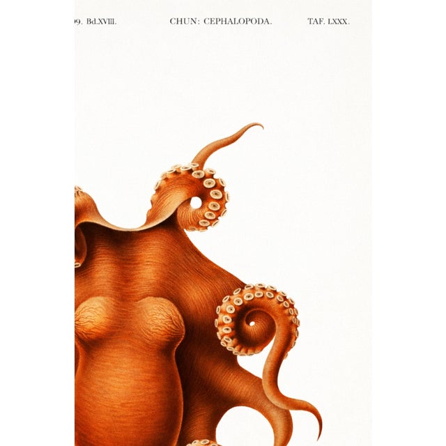 Antique Reproduction Octopus Study, Deep Sea Expedition Illustration, Coastal Marine Art Print, 24" × 36" For Sale In Buffalo - Image 6 of 9