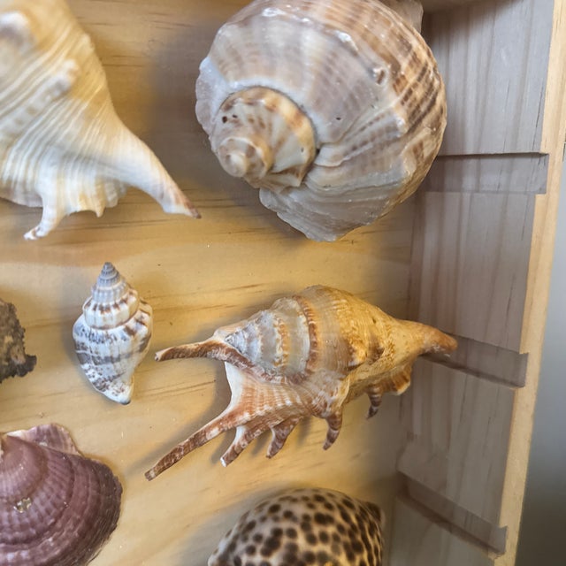 Tan Curated Marine Specimen Collection in a Hinged Natural Wood Shadow Box Vitrine For Sale - Image 8 of 12