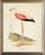 Pink Wing Flamingo in Distressed Metallic Frame 17x21 For Sale