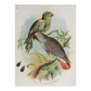 Small 1890s Parrot Color Lithograph For Sale