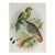 Small 1890s Parrot Color Lithograph For Sale