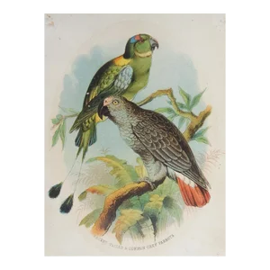 Small 1890s Parrot Color Lithograph