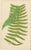 Edward J. Lowe, Ferns, 1856, Lithographs, Set of 10 For Sale - Image 9 of 14