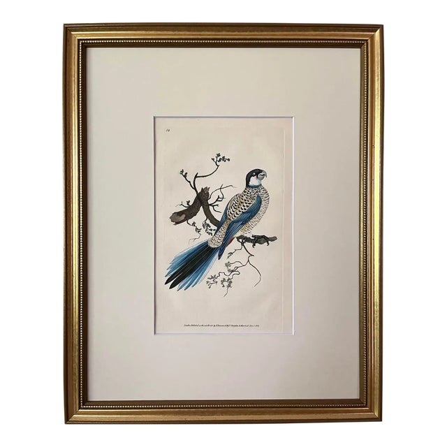 Antique Original Print Hand Colored Engraving of a Browns Parrot by Edward Donovan Published London 1824 For Sale