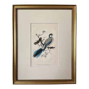 Antique Original Print Hand Colored Engraving of a Browns Parrot by Edward Donovan Published London 1824