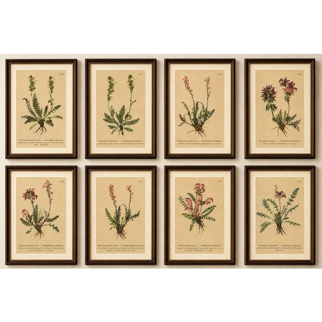 Eight Small Original Antique Pedicularis Wildflower Prints from the Alps, 1897 : A beautifully matched set of eight...