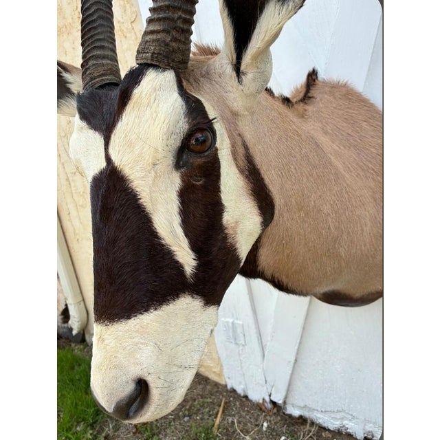 Huge African Gemsbok Oryx Antelope Shoulder Mount Taxidermy South Africa For Sale - Image 10 of 17
