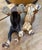 Metal 1920s Cast Ion Hubbly Boston Terriers Door Stops -Pair For Sale - Image 7 of 8