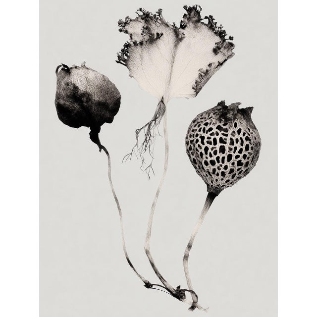 Set of 8 — “Flowers” Black & White Botanical Photography Prints | Unframed For Sale - Image 9 of 10