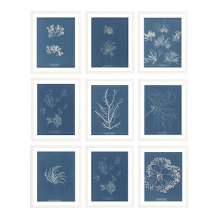 Collection of Nine Framed British Algae Species For Sale