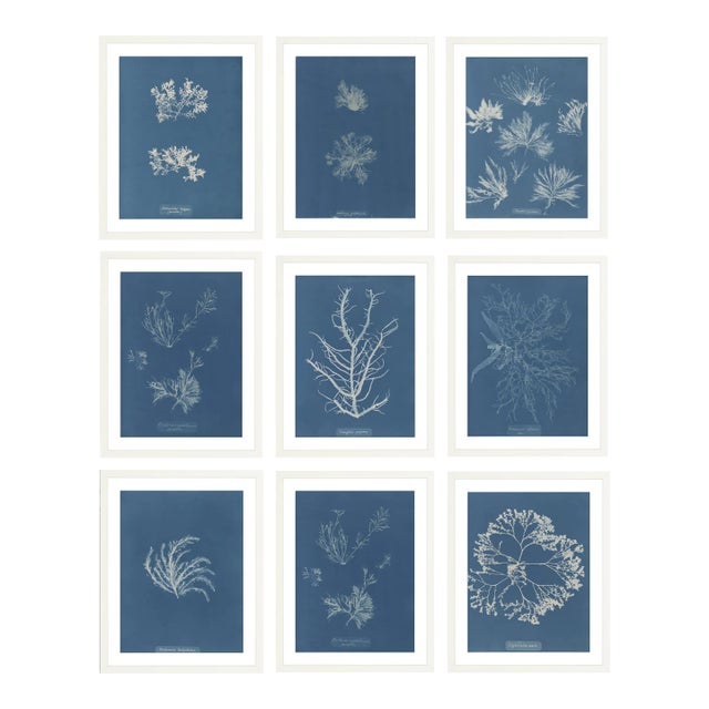 Collection of Nine Framed British Algae Species For Sale