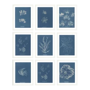 Collection of Nine Framed British Algae Species