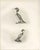 After Lilian Medland, The Goosander and Smew, 1908, Print For Sale - Image 3 of 9