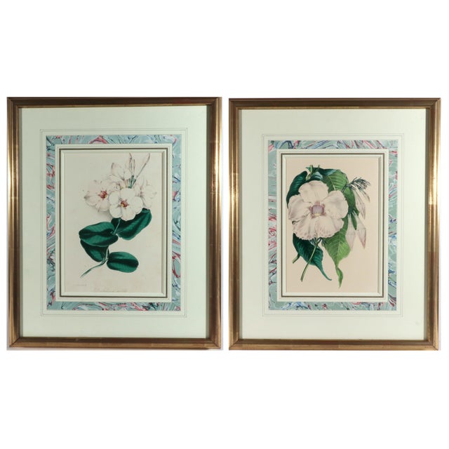 Antique Botanical Prints by Sir Joseph Paxton From the Magazine of Botany For Sale - Image 16 of 16