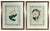 Antique Botanical Prints by Sir Joseph Paxton From the Magazine of Botany For Sale - Image 16 of 16