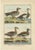 Four Ducks, 1792, Copper Engraving For Sale - Image 6 of 6