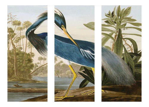 Reproduction Audubon Heron Triptych, Unframed - 3 Pieces