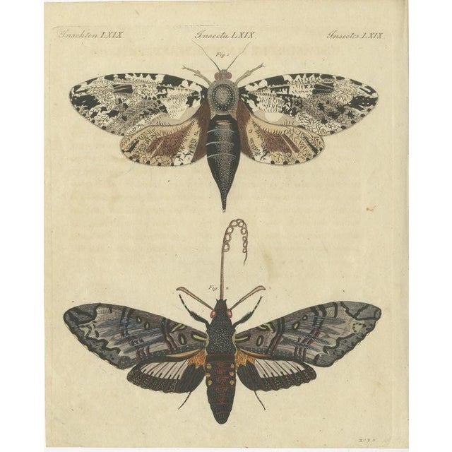 Bertuch, Two Large Exotic Moths, 1815, Print For Sale - Image 3 of 12