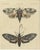 Bertuch, Two Large Exotic Moths, 1815, Print For Sale - Image 3 of 12