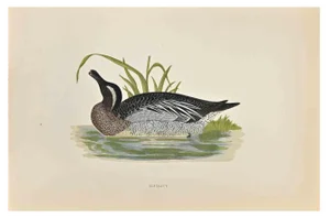 Alexander Francis Lydon, Garganey, Woodcut Print, 1870