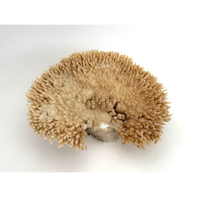 Natural unbleached Special Table Coral specimen with a cut and polished base to protect surfaces. This cleaned but not...