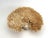 Natural unbleached Special Table Coral specimen with a cut and polished base to protect surfaces. This cleaned but not...