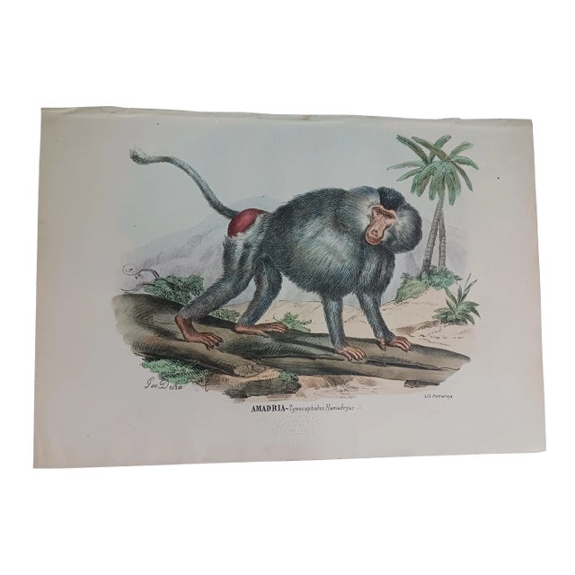 Antique Baboon Monkey Handcolored Lithograph, Large Size, Italy, 1868 #2 For Sale