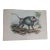 Antique Monkey Handcolored Lithograph, Large Size, Italy, 1868 #2 For Sale