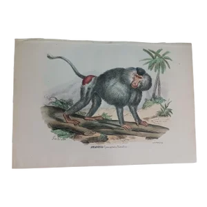 Antique Monkey Handcolored Lithograph, Large Size, Italy, 1868 #2