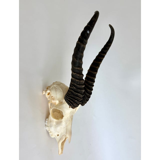 Natural African Springbok Skull W/ Horns For Sale - Image 4 of 7